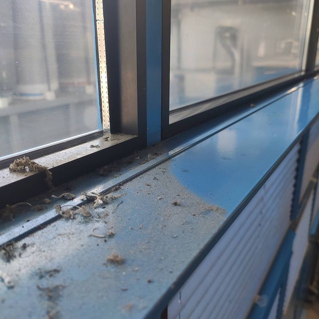 Fensterreinigung